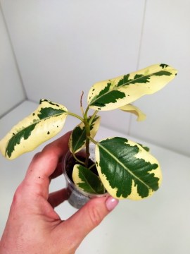 Фикус Rubiginosa Variegata укорененный черенок 11102020